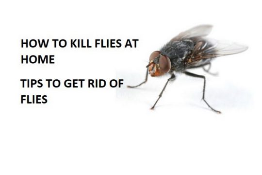 how to get rid of flies